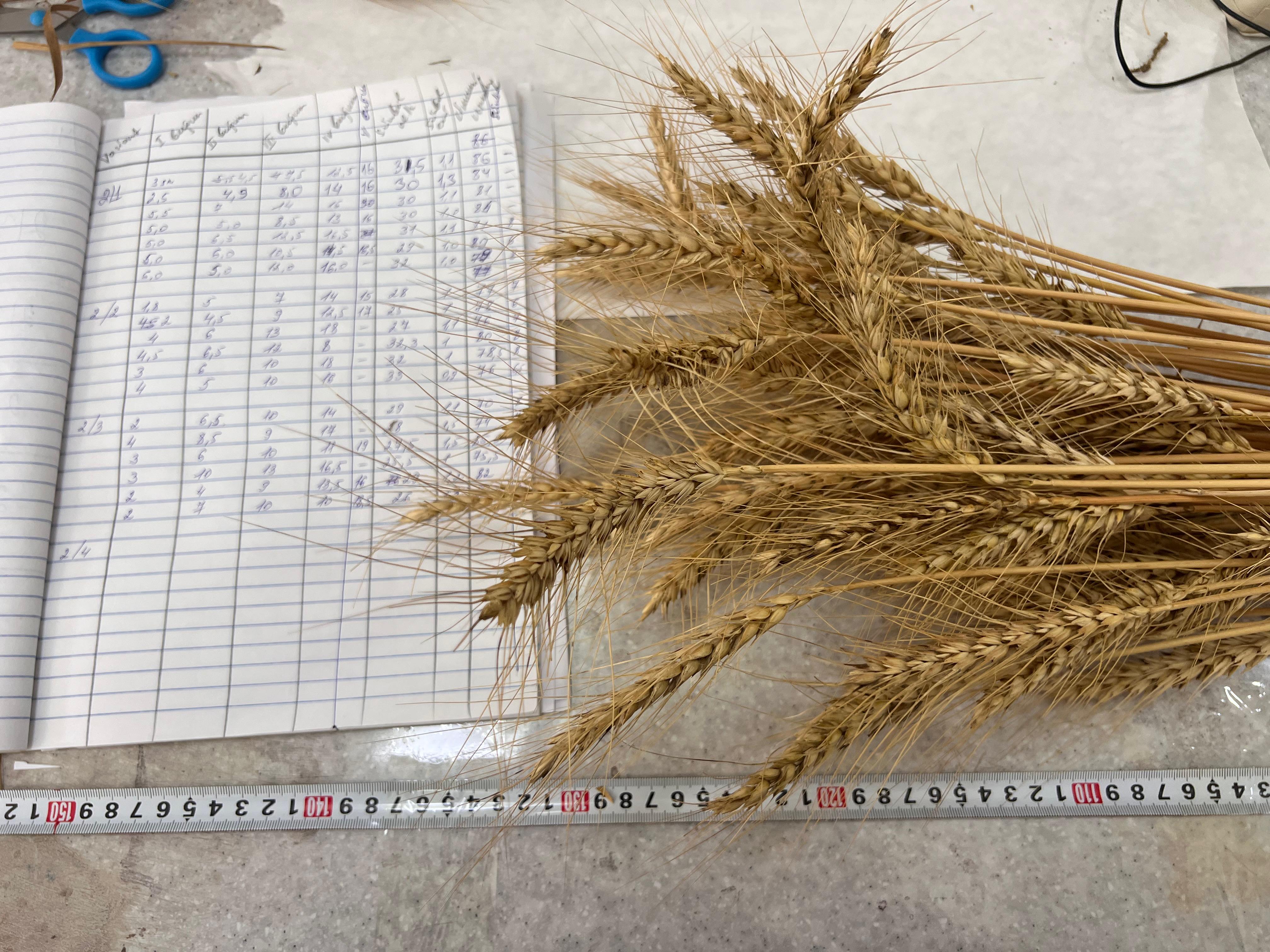 Əkinçilik Elmi Tədqiqat İnstitutu Aqropreparatların Buğda Bitkisi Üzərində Sınaqlarını Aparır