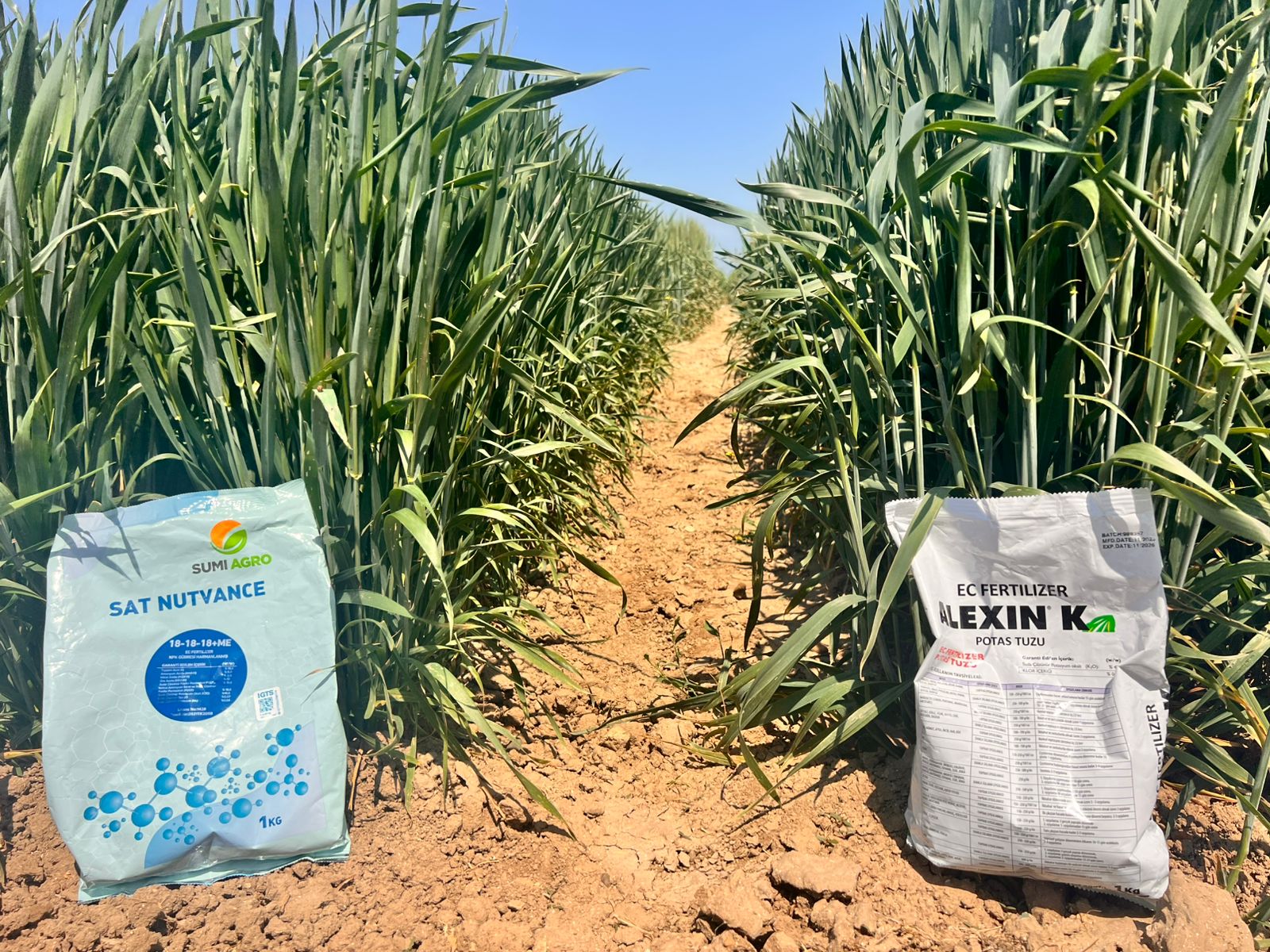 GPSS Platformalarında Aqrokimyəvi Preparatların Tarla Sınaqları Keçirildi