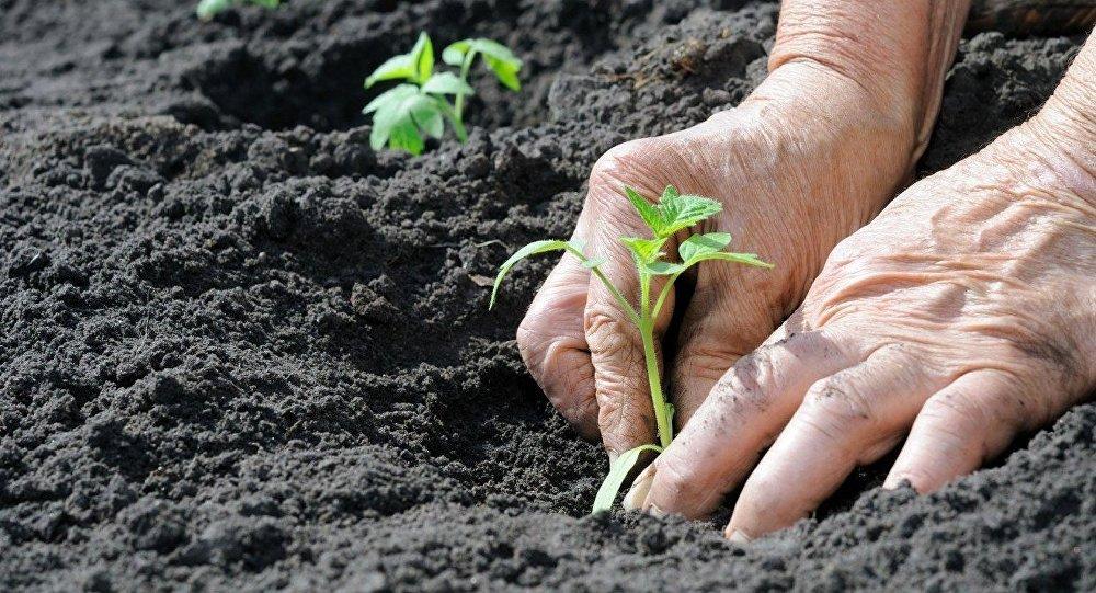 Sağlam torpaq niyə vacibdir?